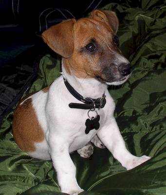 jack-russell-terrier-3