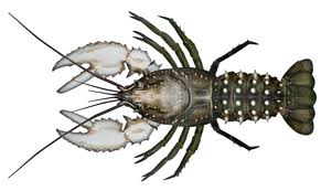 crayfish